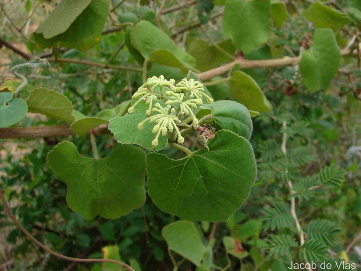 Cissus vitiginea L.